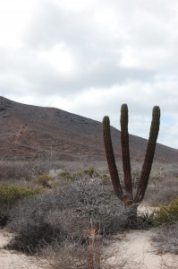 baja california sur, mexique