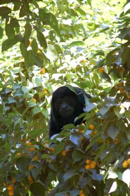 photos Costa Rica teteslibres