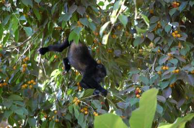 photos Costa Rica teteslibres