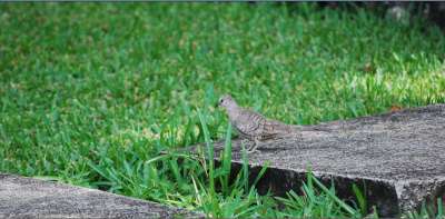 photos Costa Rica teteslibres