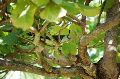 photos Costa Rica teteslibres