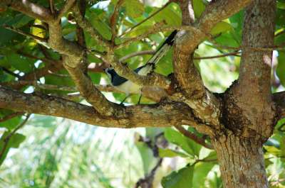 photos Costa Rica teteslibres