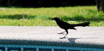 photos Costa Rica teteslibres