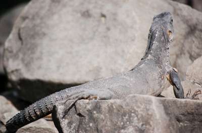 photos Costa Rica teteslibres