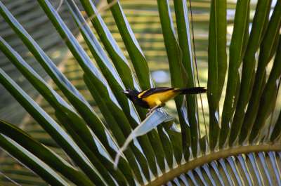 photos Costa Rica teteslibres