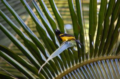 photos Costa Rica teteslibres