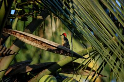 photos Costa Rica teteslibres