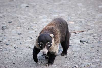 photos Costa Rica teteslibres