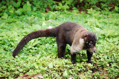 photos Costa Rica teteslibres