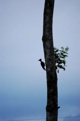 photos Costa Rica teteslibres