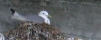 les ailes de mon coeur lourd le blog de steph